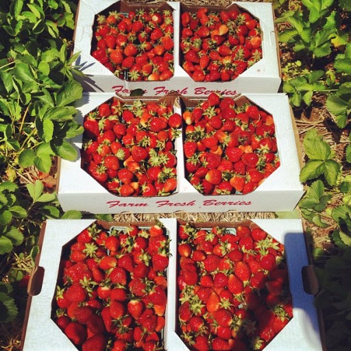 Strawberry picking in western ma with my dad & kids