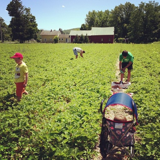 Strawberry picking in western ma with my dad & kids