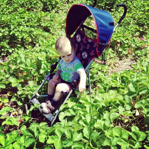 Strawberry picking in western ma with my dad & kids