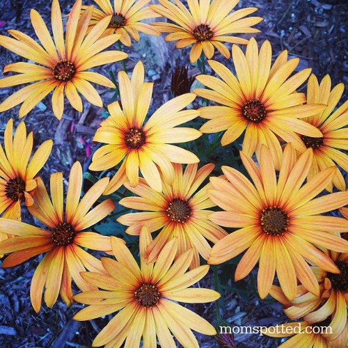 Orange Daisies