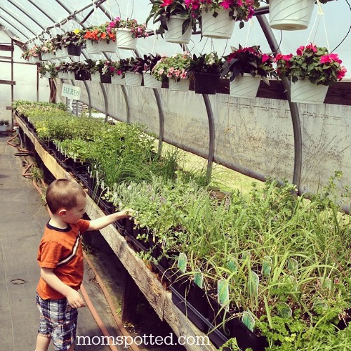 Sawyer flower/vegetable plant shopping in Greenhouse