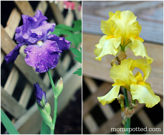 Bearded Lady Yellow & Purple Iris Bulbs Flowers