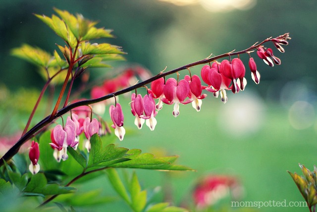 Bleeding Hearts Bush