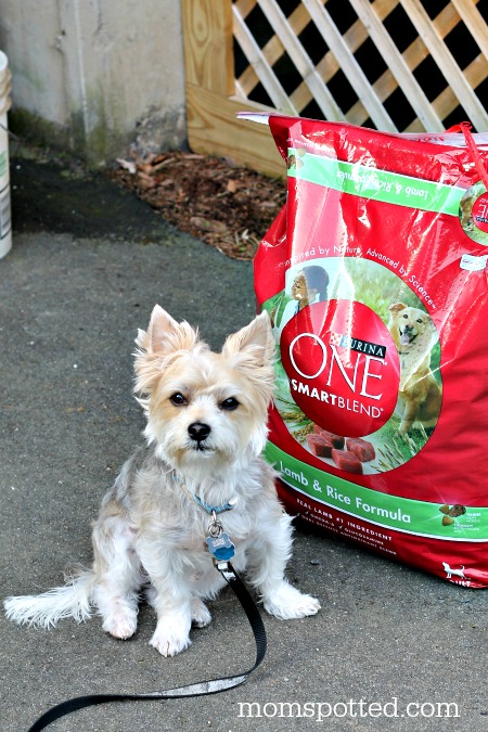 Purina One 28 Day Challenge Charlie