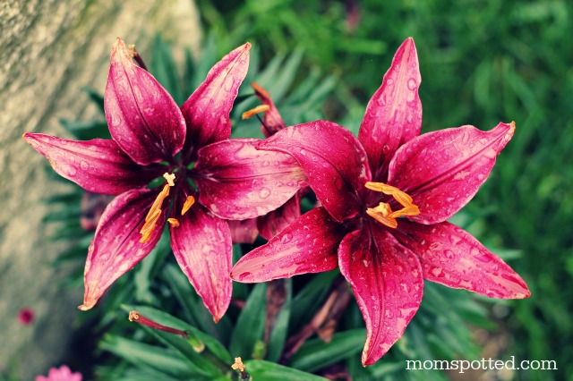 Magenta Pink Lilies 