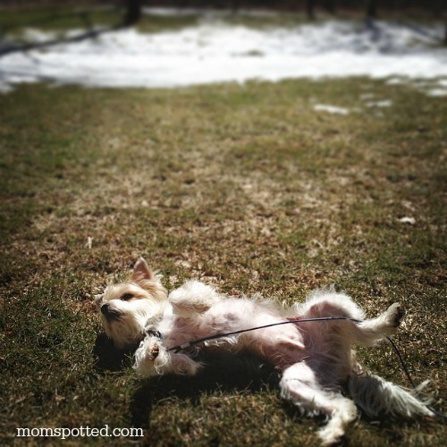 Charlie Morkie Dog playing in the grass