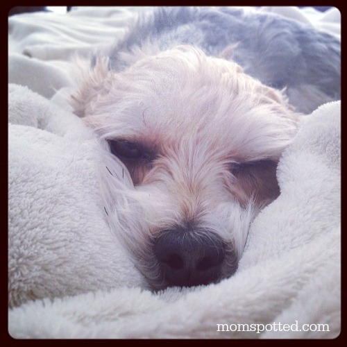 Charlie Morkie Dog snuggling in Bed