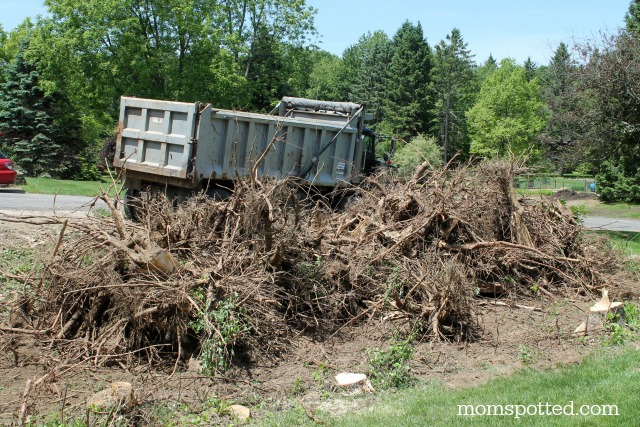 Dump truck picking up tree stumps