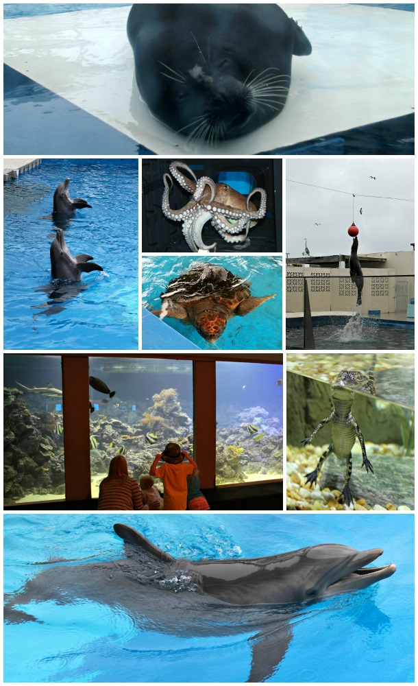 Gulfarium Collage