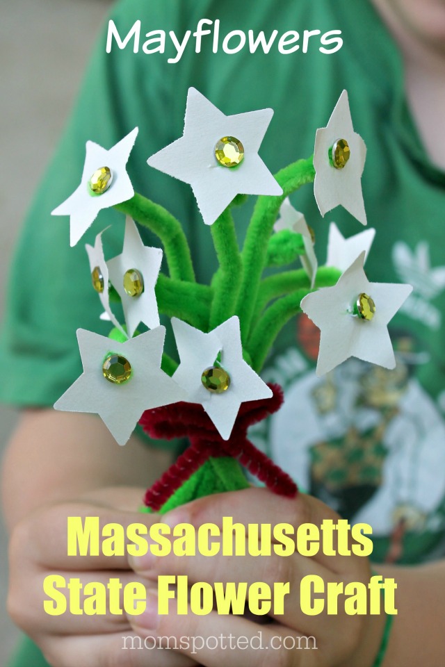 Mayflower. The Massachusetts State Flower