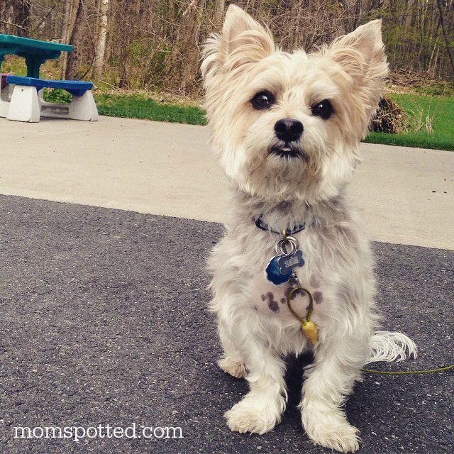 Charlie the Morkie Dog