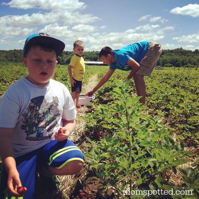 Brothers strawberry picking